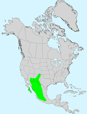 North America species range map for Bidens bigelovii: Click image for full size map